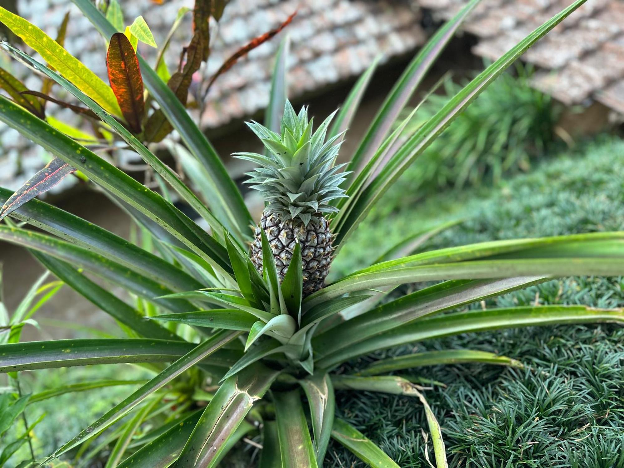 Oemah Tepi Sawah Villa Jatiluwih Exterior photo